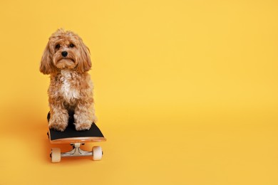 Photo of Cute Maltipoo dog on skateboard against orange background. Space for text