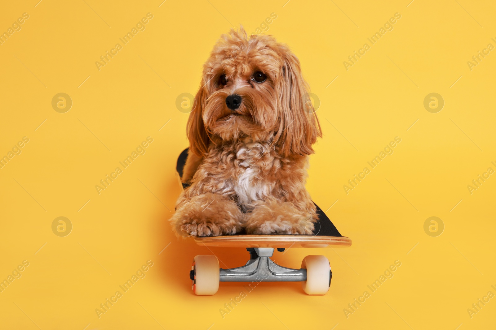 Photo of Cute Maltipoo dog on skateboard against orange background