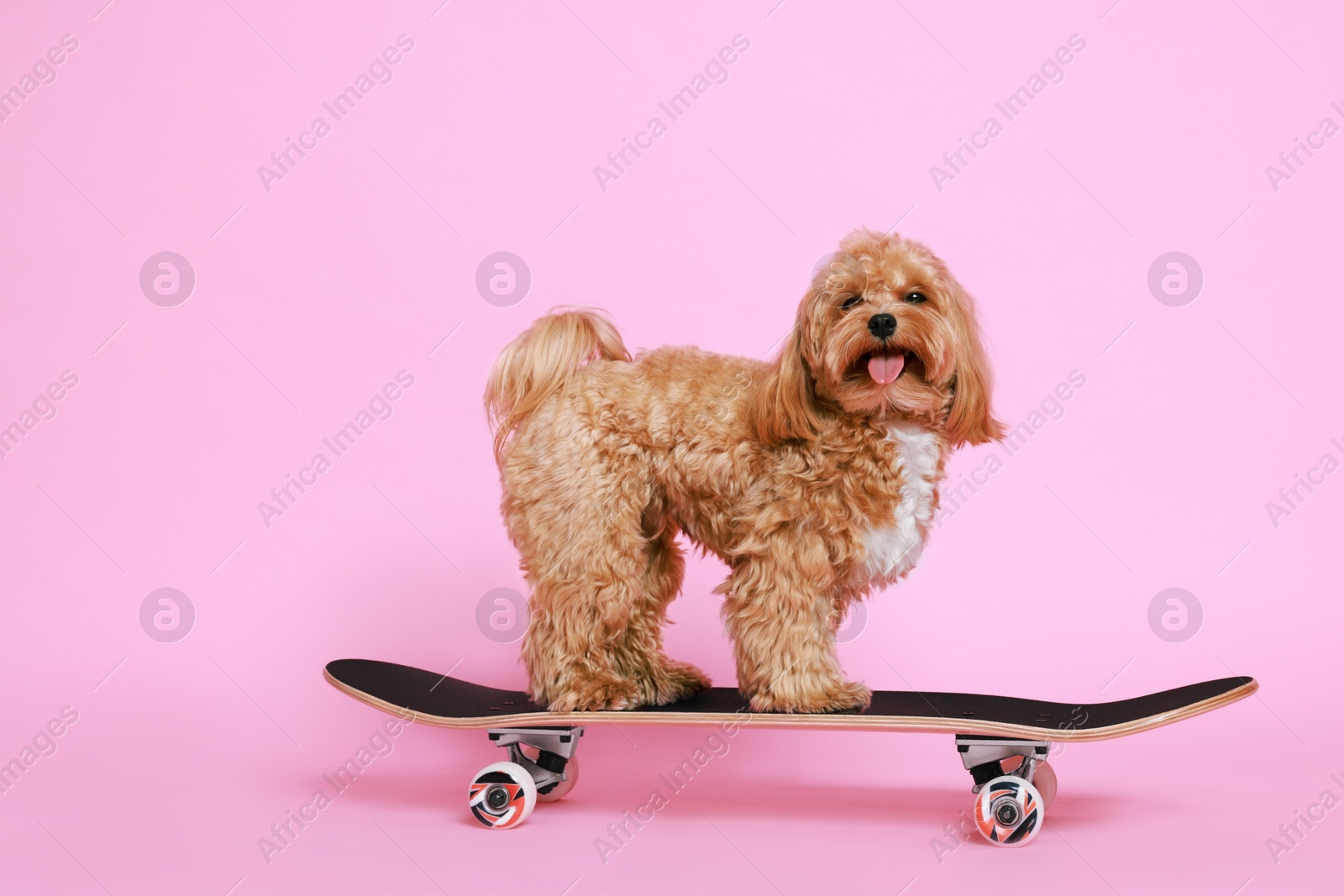 Photo of Cute Maltipoo dog on skateboard against pink background