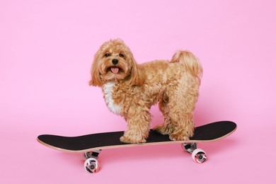 Photo of Cute Maltipoo dog on skateboard against pink background