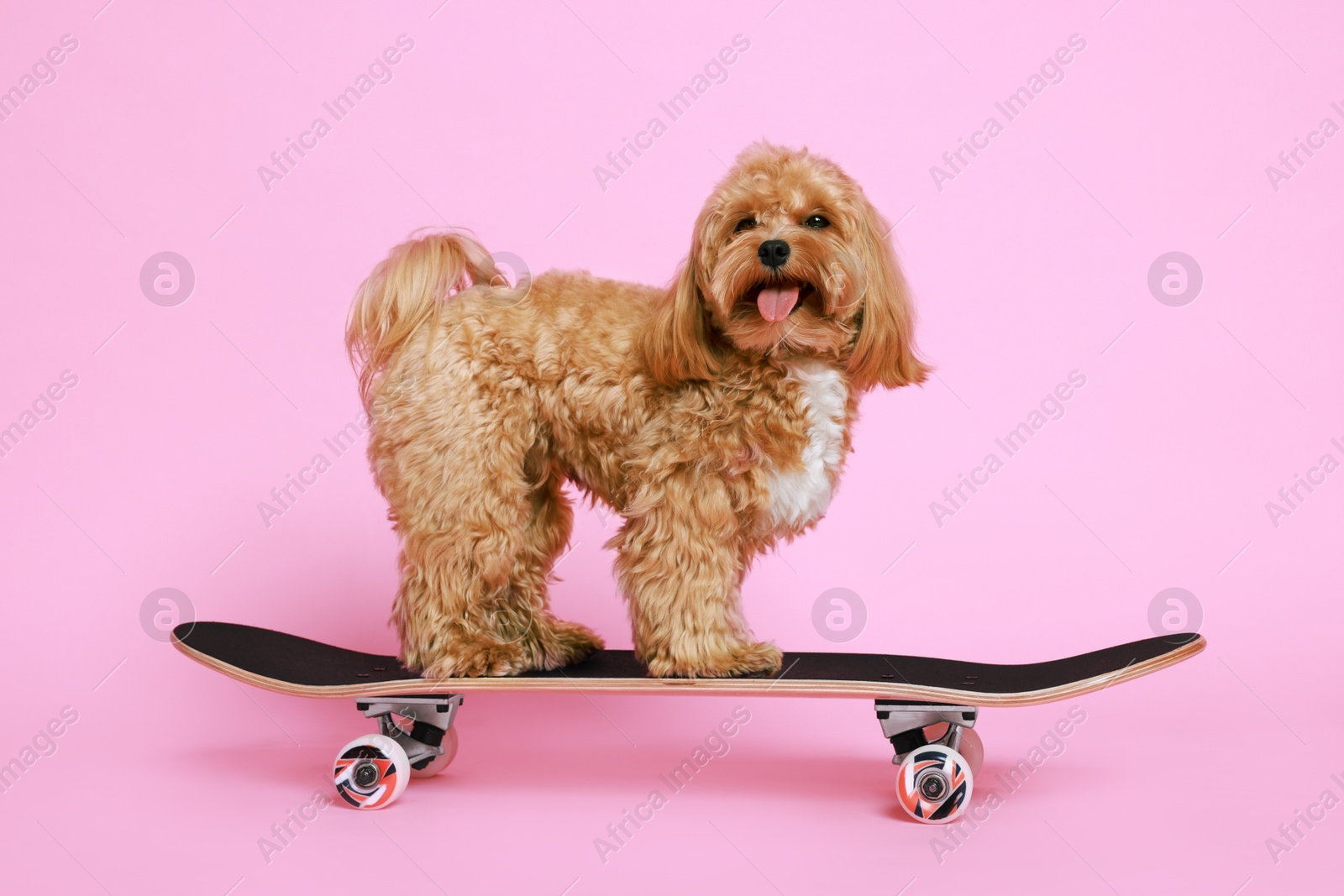 Photo of Cute Maltipoo dog on skateboard against pink background