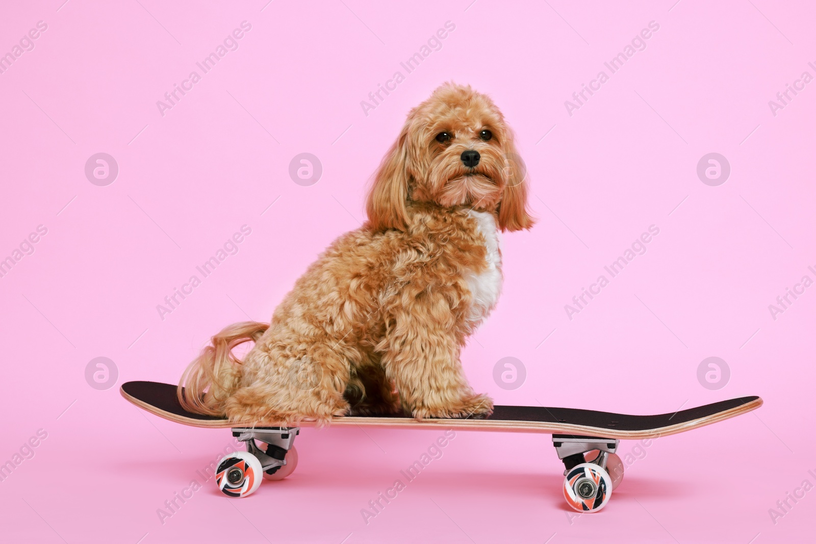 Photo of Cute Maltipoo dog on skateboard against pink background