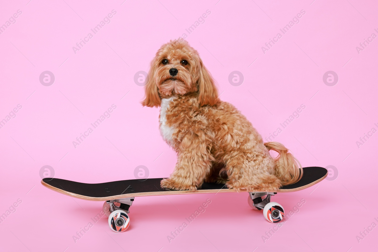 Photo of Cute Maltipoo dog on skateboard against pink background