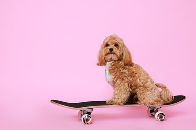 Photo of Cute Maltipoo dog on skateboard against pink background. Space for text