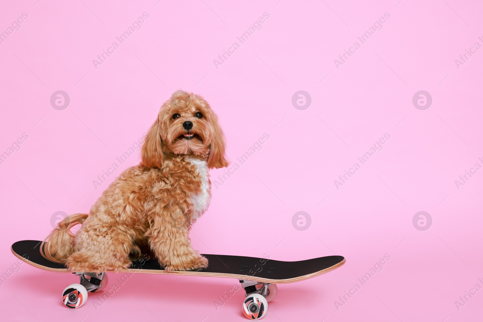 Photo of Cute Maltipoo dog on skateboard against pink background. Space for text