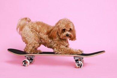 Photo of Cute Maltipoo dog on skateboard against pink background