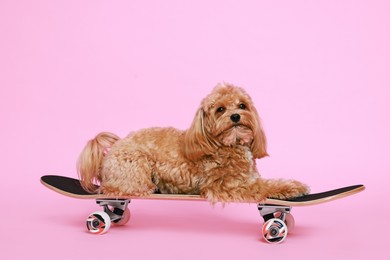 Photo of Cute Maltipoo dog on skateboard against pink background