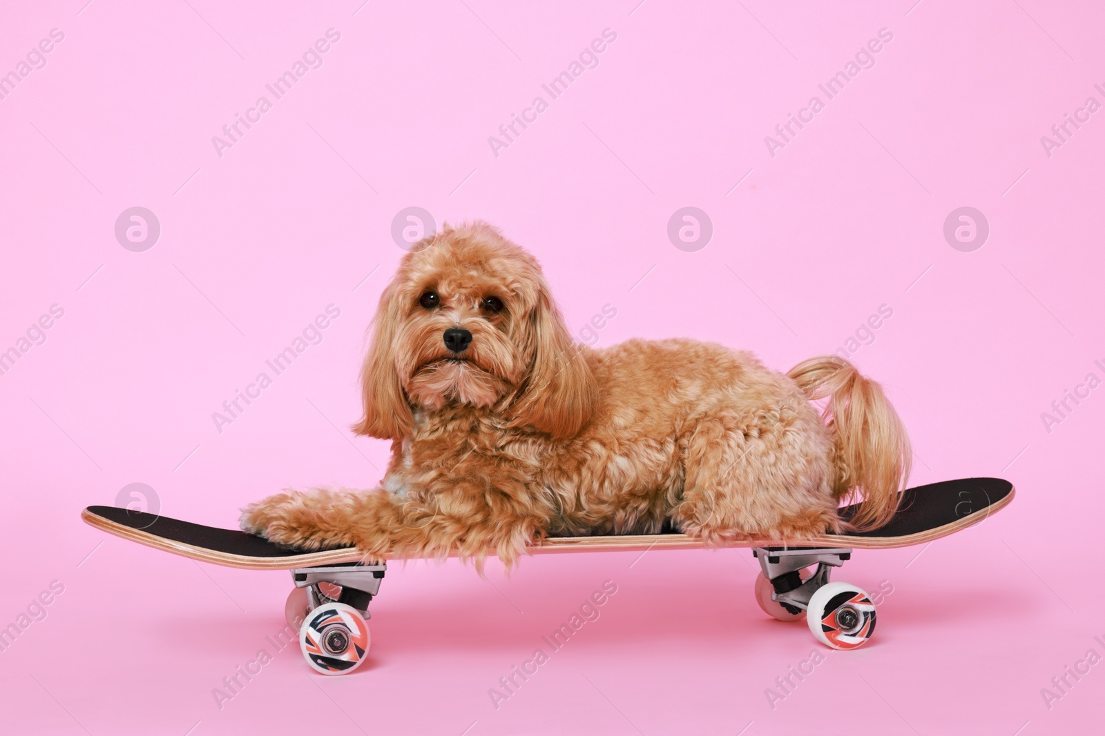 Photo of Cute Maltipoo dog on skateboard against pink background