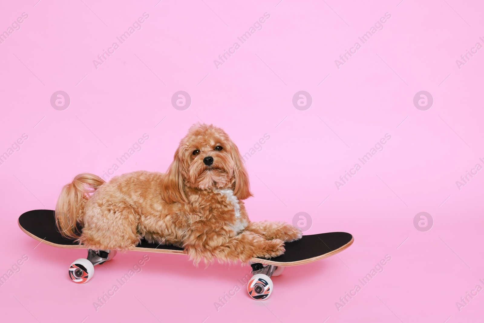 Photo of Cute Maltipoo dog on skateboard against pink background. Space for text