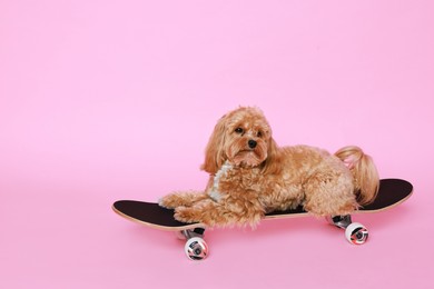 Photo of Cute Maltipoo dog on skateboard against pink background. Space for text