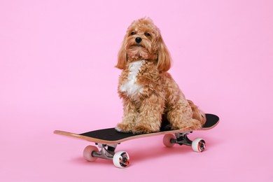 Photo of Cute Maltipoo dog on skateboard against pink background