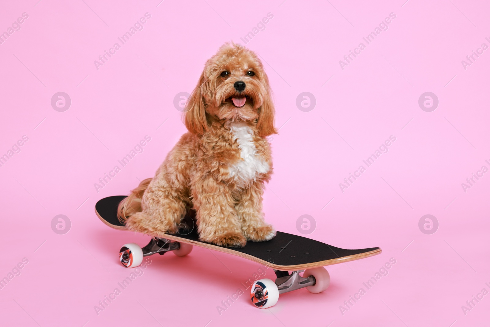 Photo of Cute Maltipoo dog on skateboard against pink background