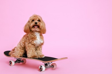 Photo of Cute Maltipoo dog on skateboard against pink background. Space for text