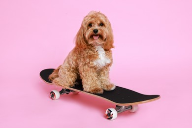 Photo of Cute Maltipoo dog on skateboard against pink background