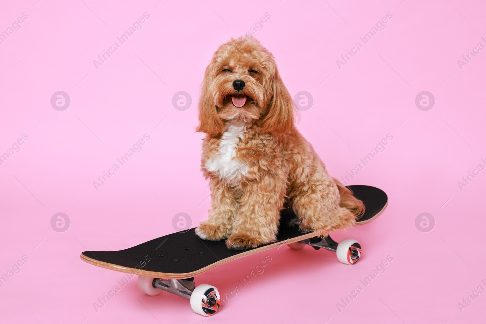 Photo of Cute Maltipoo dog on skateboard against pink background