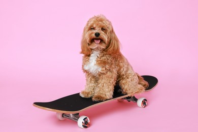 Photo of Cute Maltipoo dog on skateboard against pink background