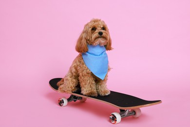 Photo of Cute Maltipoo dog with bandana on skateboard against pink background