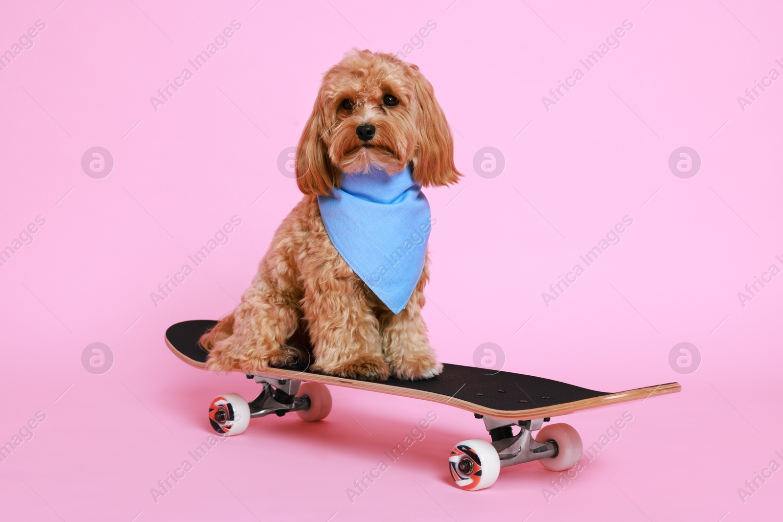 Photo of Cute Maltipoo dog with bandana on skateboard against pink background