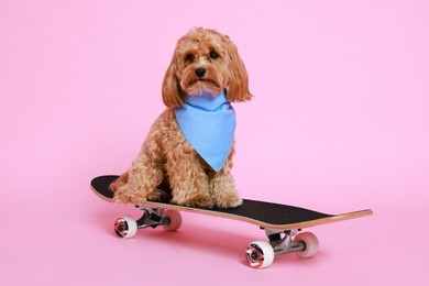 Photo of Cute Maltipoo dog with bandana on skateboard against pink background