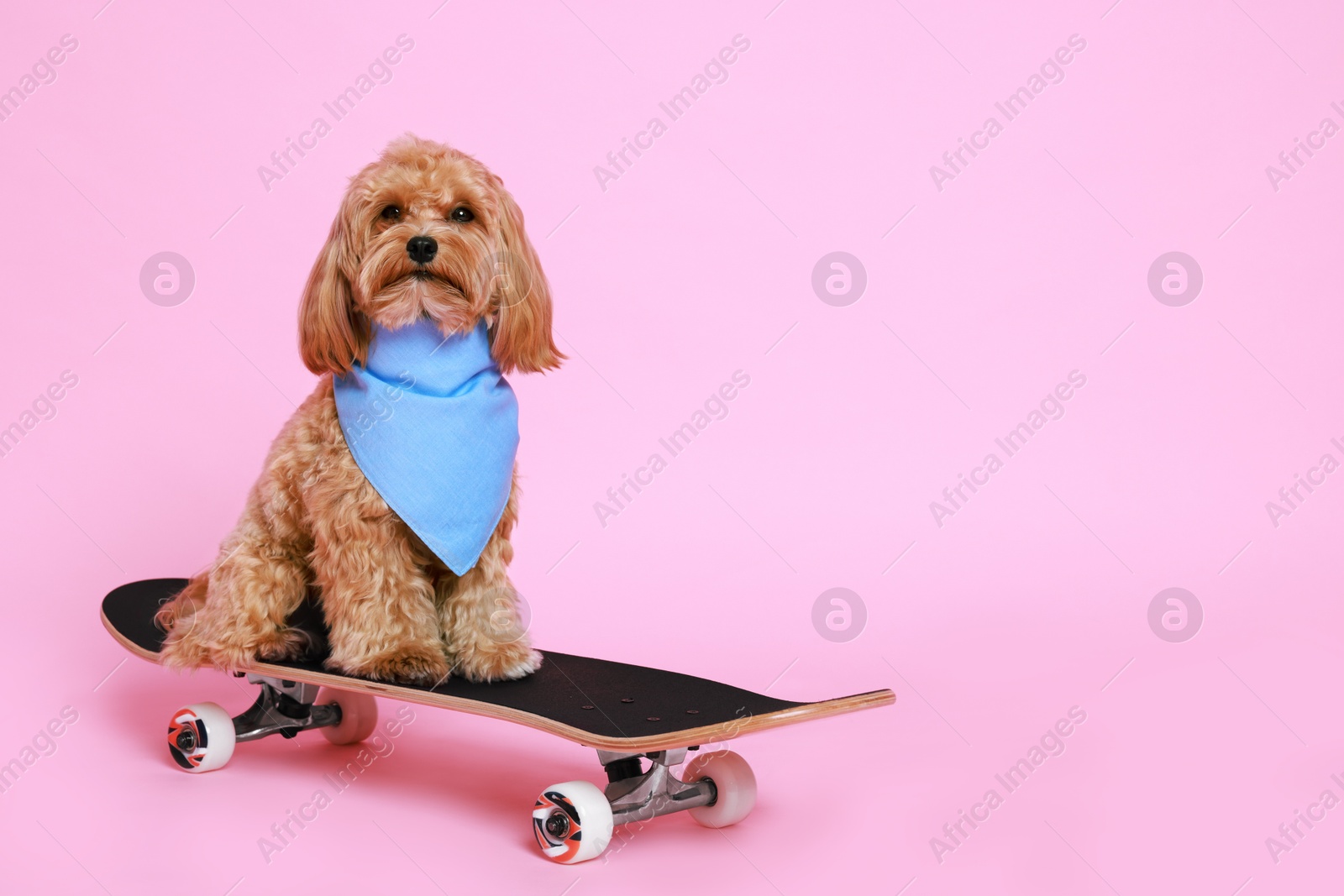 Photo of Cute Maltipoo dog with bandana on skateboard against pink background. Space for text