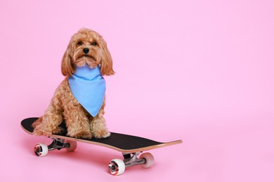 Photo of Cute Maltipoo dog with bandana on skateboard against pink background. Space for text