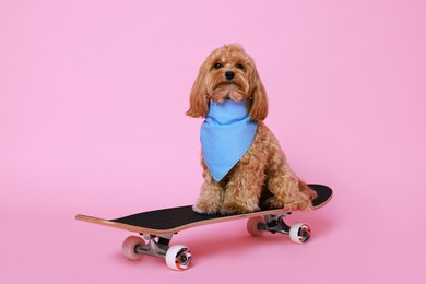 Photo of Cute Maltipoo dog with bandana on skateboard against pink background