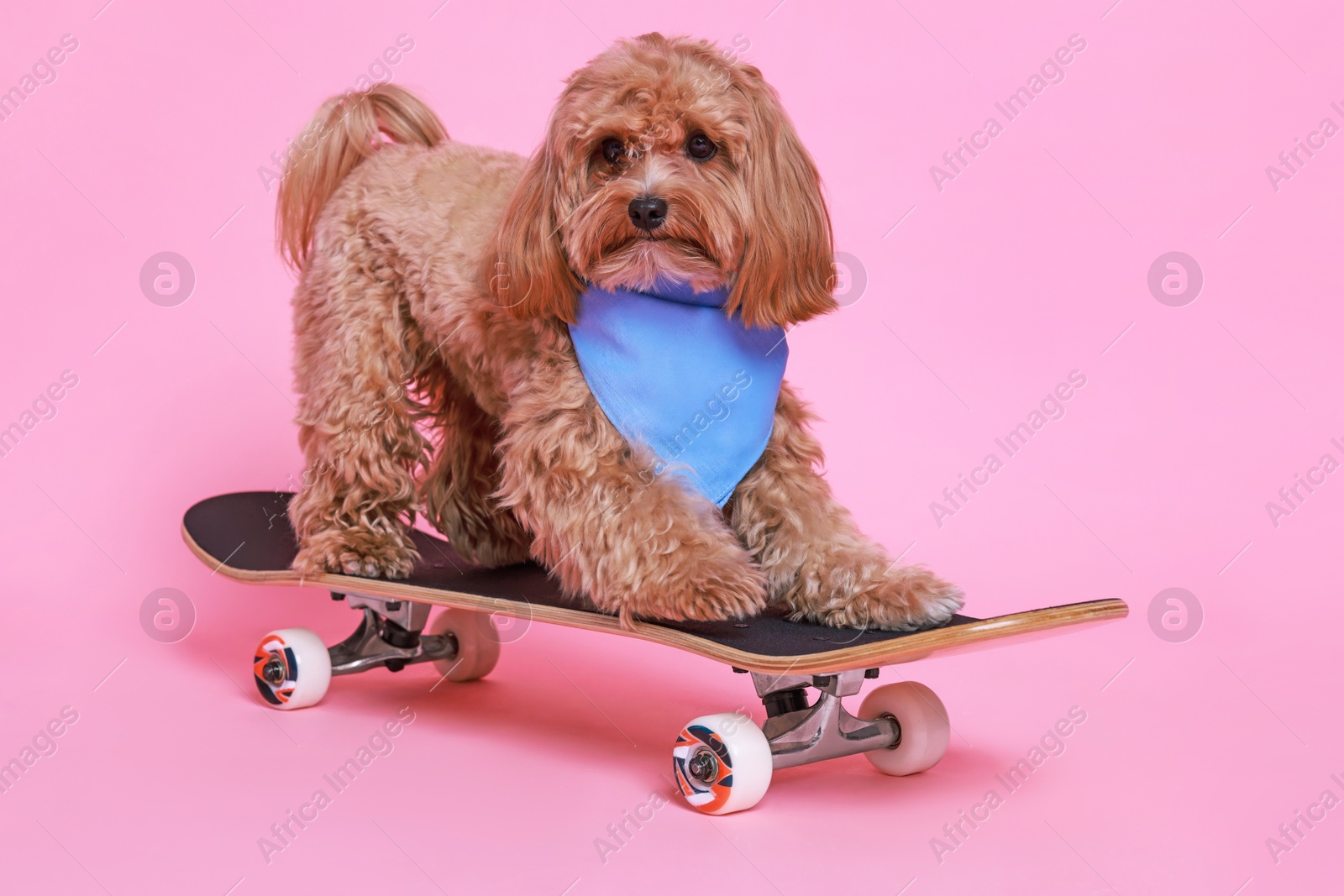 Photo of Cute Maltipoo dog with bandana on skateboard against pink background