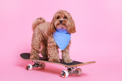 Photo of Cute Maltipoo dog with bandana on skateboard against pink background