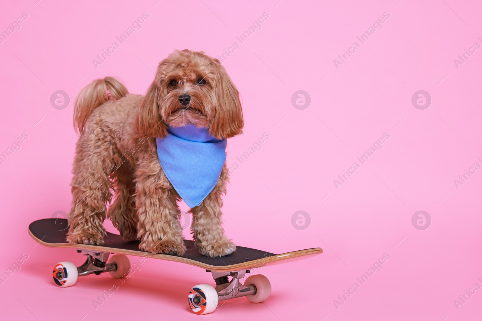 Photo of Cute Maltipoo dog with bandana on skateboard against pink background. Space for text