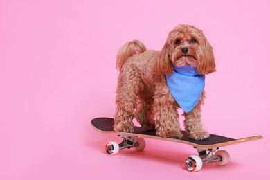 Photo of Cute Maltipoo dog with bandana on skateboard against pink background. Space for text