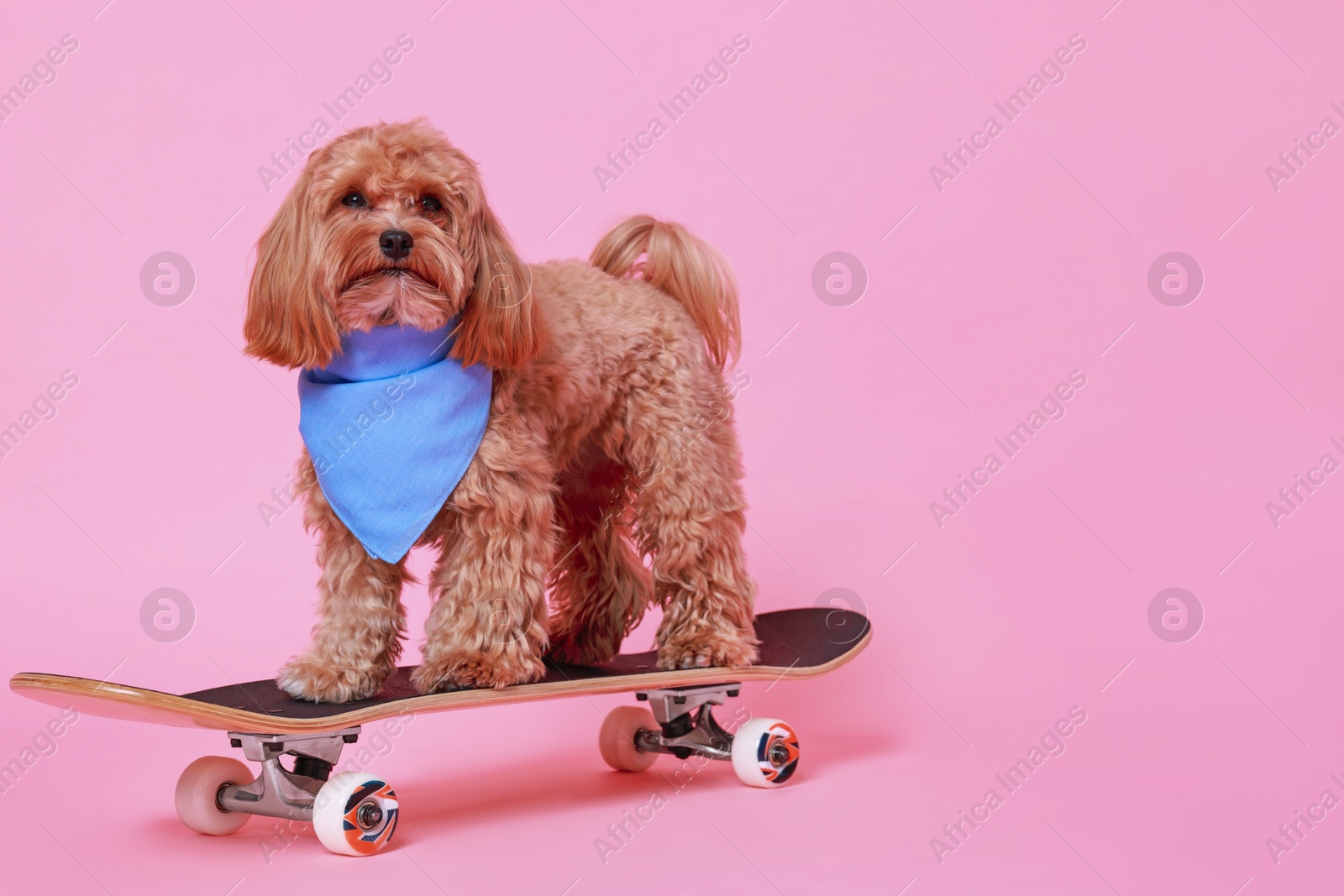 Photo of Cute Maltipoo dog with bandana on skateboard against pink background. Space for text