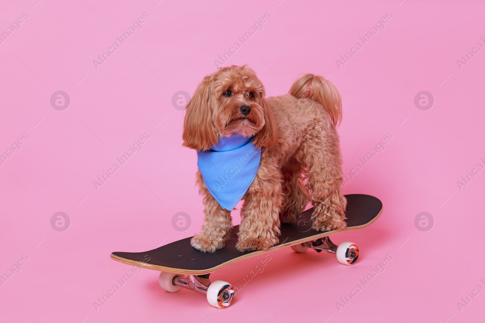 Photo of Cute Maltipoo dog with bandana on skateboard against pink background