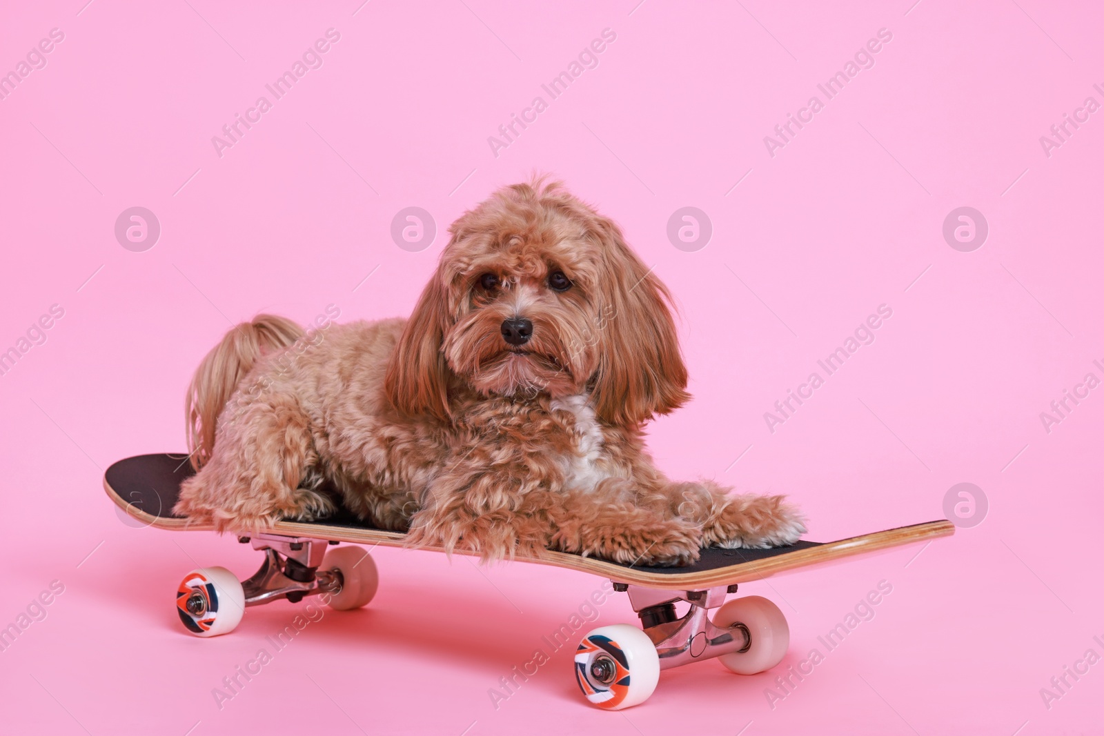 Photo of Cute Maltipoo dog on skateboard against pink background