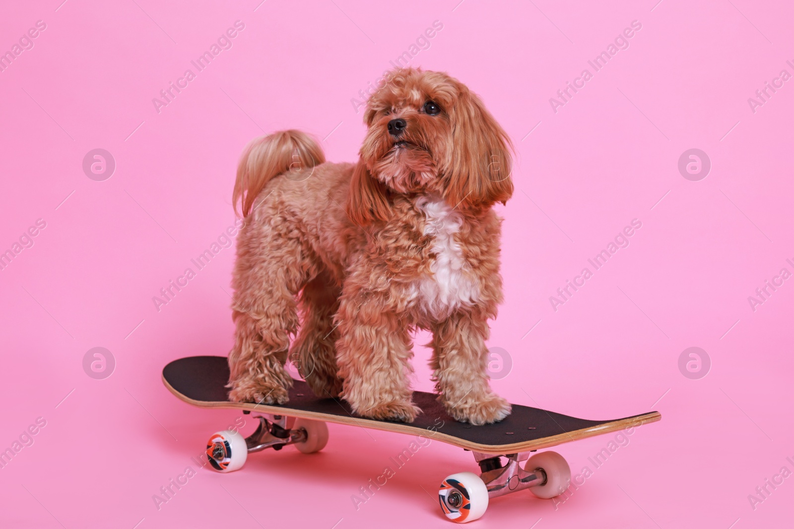 Photo of Cute Maltipoo dog on skateboard against pink background