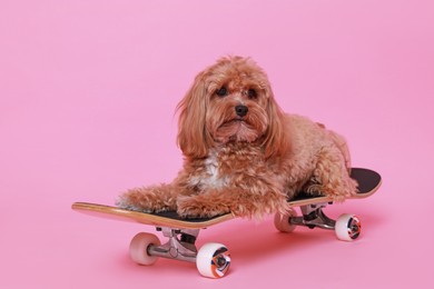 Photo of Cute Maltipoo dog on skateboard against pink background