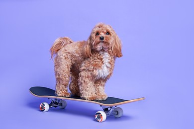 Photo of Cute Maltipoo dog on skateboard against purple background