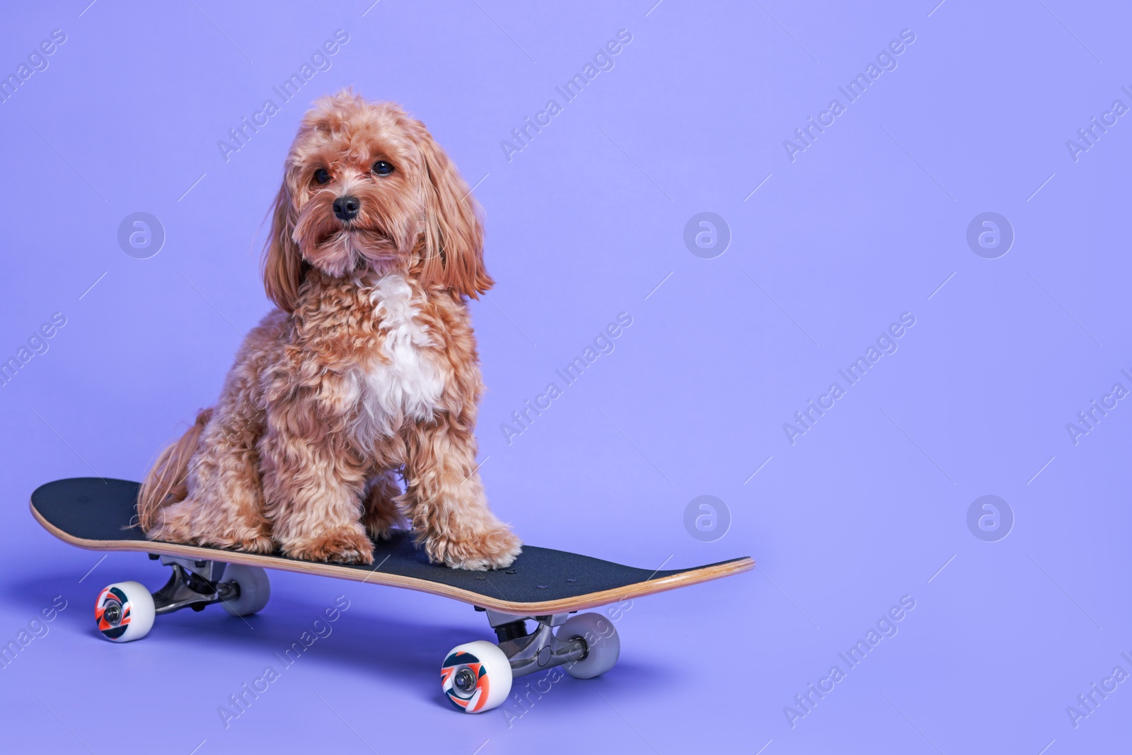 Photo of Cute Maltipoo dog on skateboard against purple background. Space for text