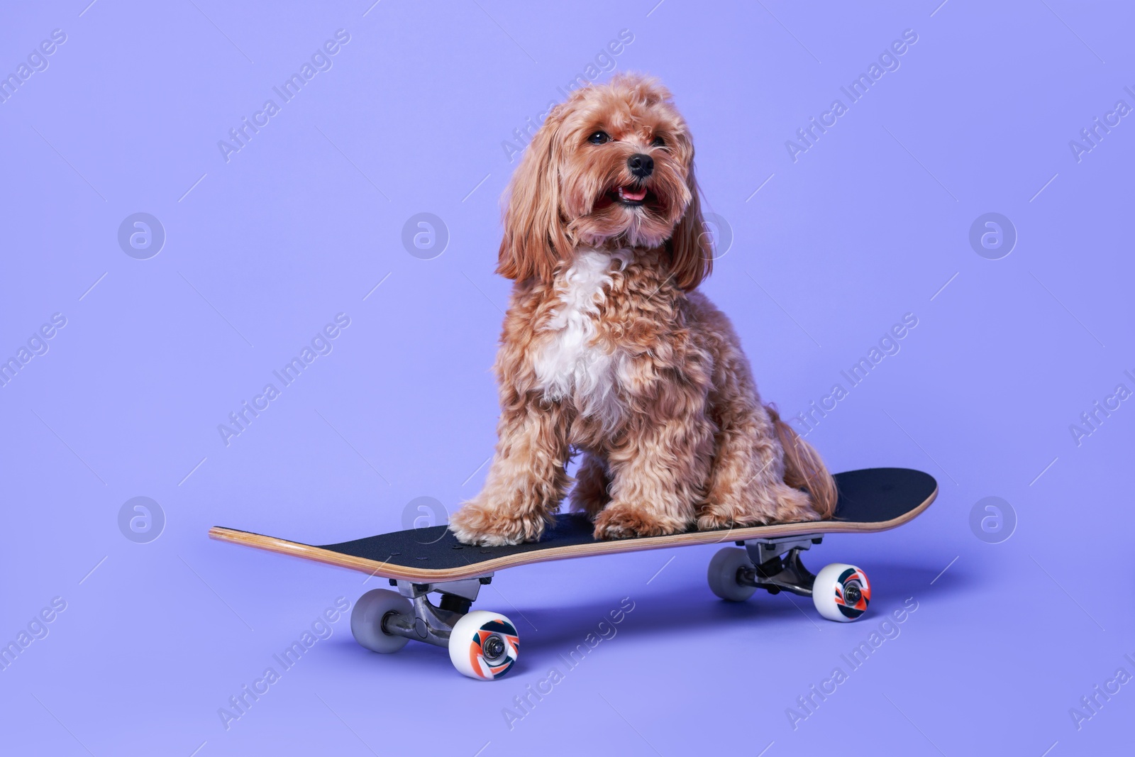 Photo of Cute Maltipoo dog on skateboard against purple background