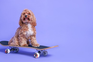 Photo of Cute Maltipoo dog on skateboard against purple background. Space for text