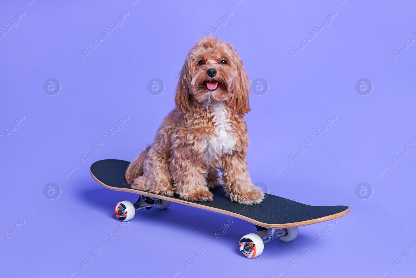 Photo of Cute Maltipoo dog on skateboard against purple background