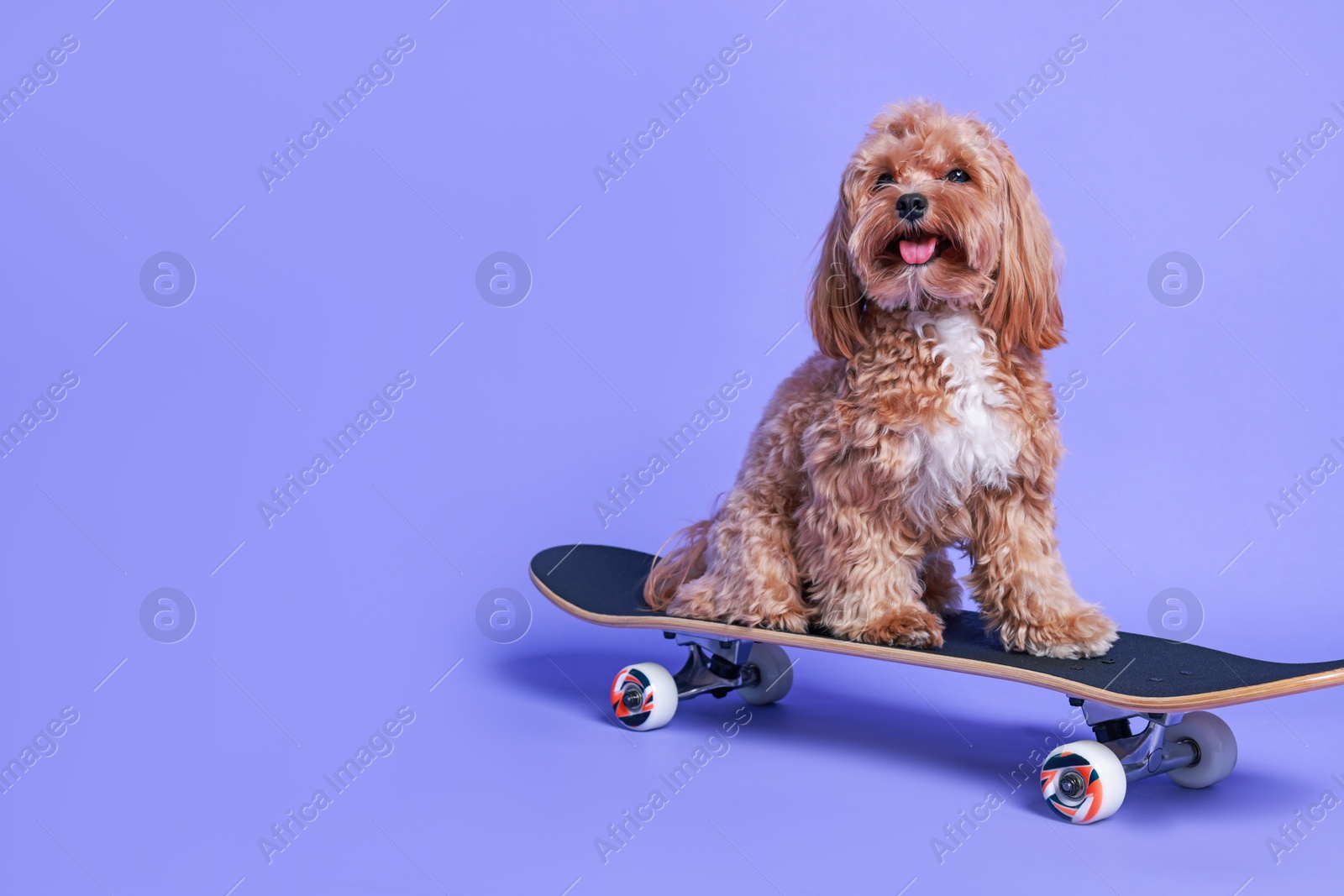 Photo of Cute Maltipoo dog on skateboard against purple background. Space for text