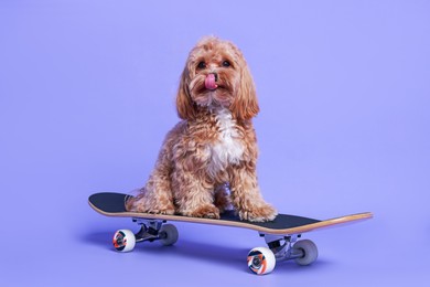 Photo of Cute Maltipoo dog on skateboard against purple background