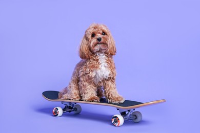 Photo of Cute Maltipoo dog on skateboard against purple background