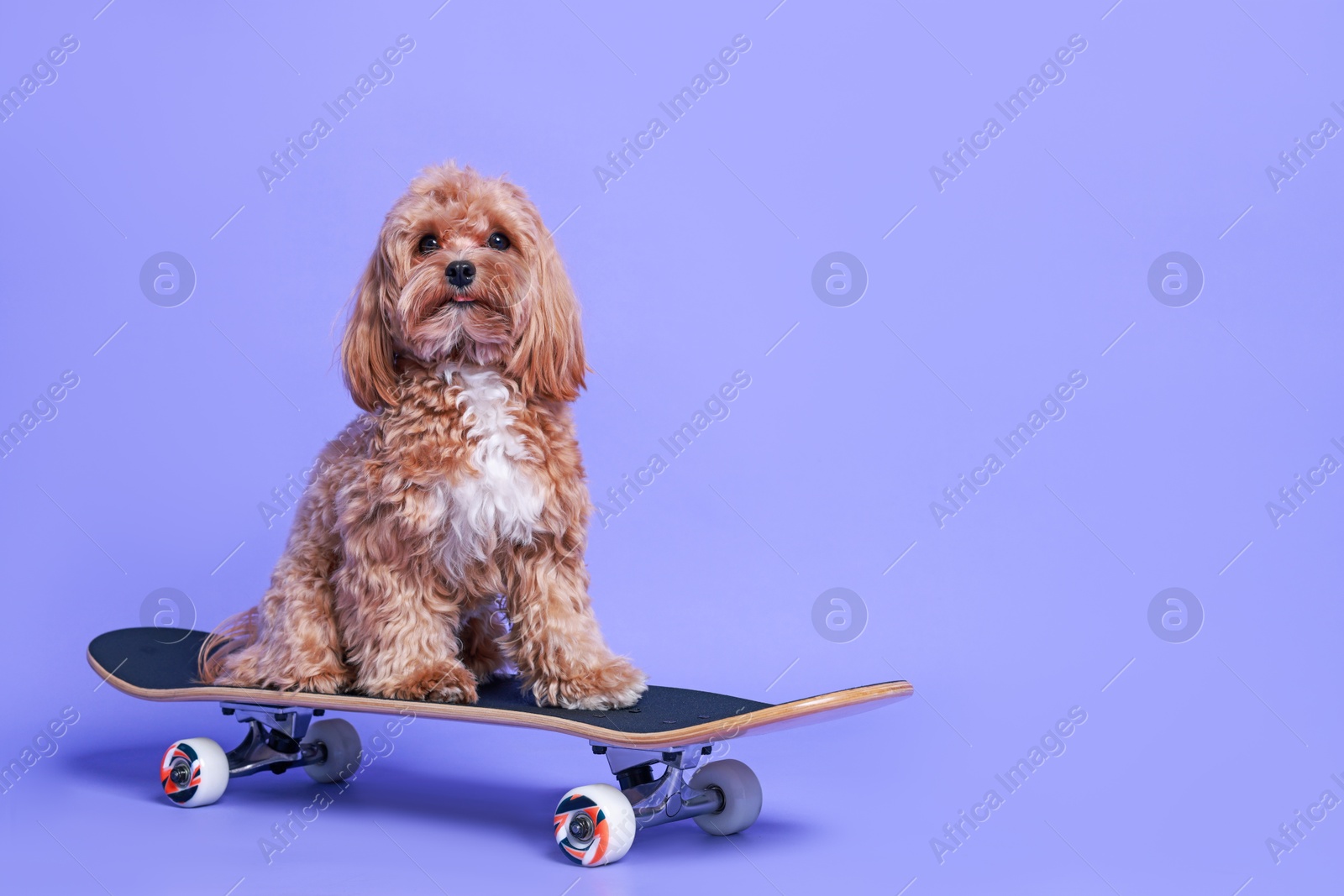 Photo of Cute Maltipoo dog on skateboard against purple background. Space for text