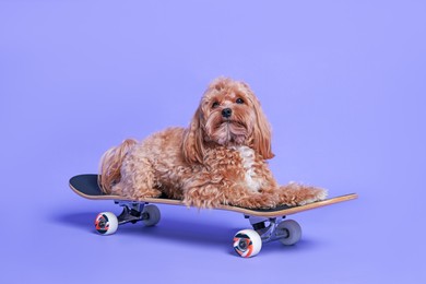 Photo of Cute Maltipoo dog on skateboard against purple background