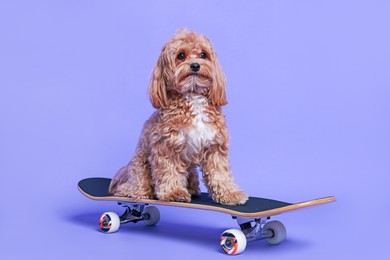 Photo of Cute Maltipoo dog on skateboard against purple background