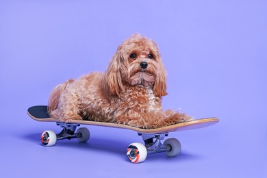 Photo of Cute Maltipoo dog on skateboard against purple background