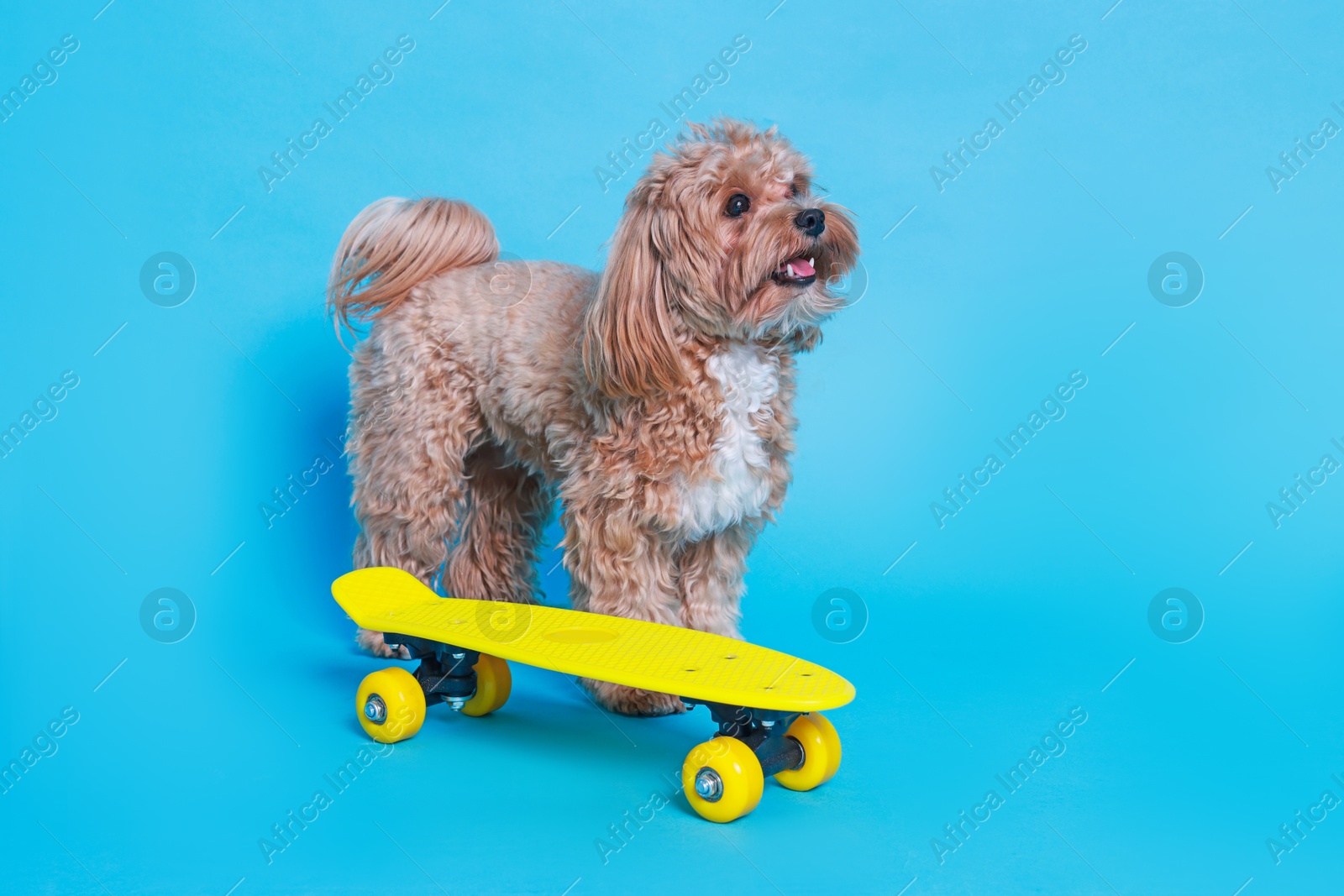 Photo of Cute Maltipoo dog with mini penny board against light blue background