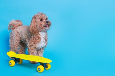 Photo of Cute Maltipoo dog with mini penny board against light blue background. Space for text