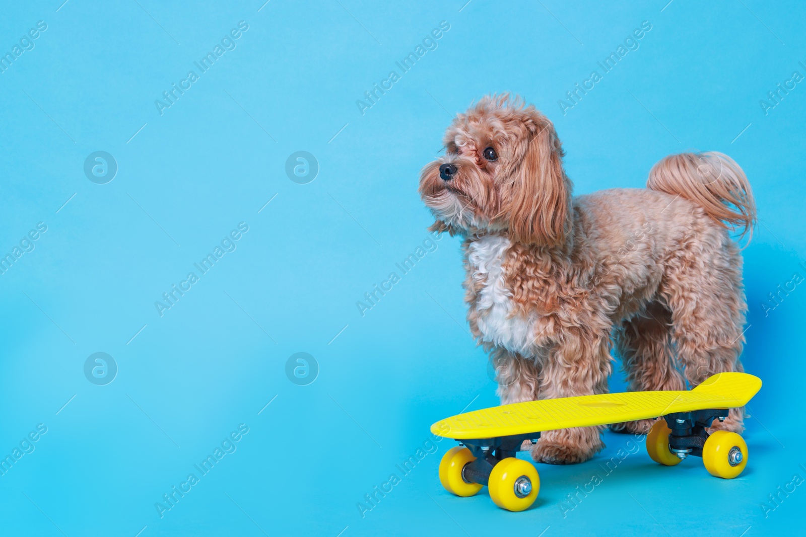 Photo of Cute Maltipoo dog with mini penny board against light blue background. Space for text